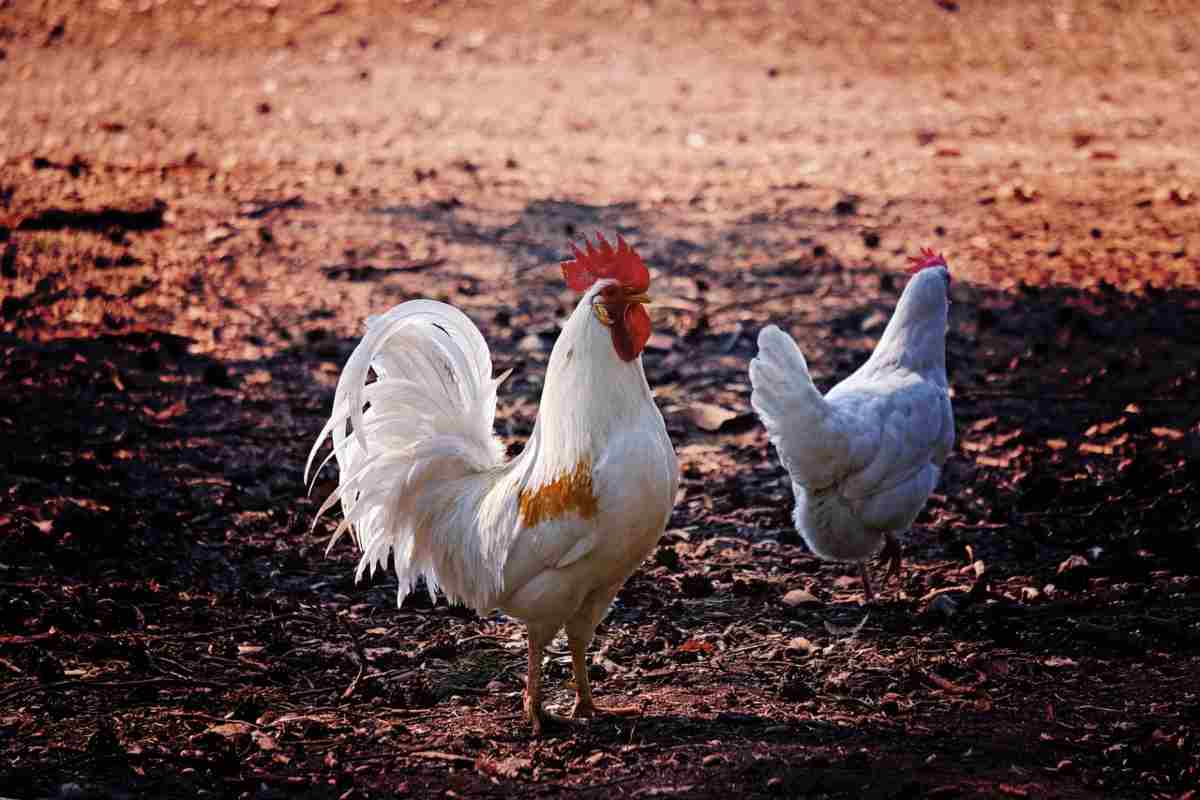 Gallina e pollo