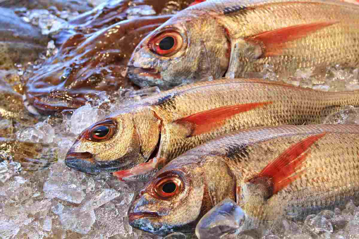 Pesce sul banco della pescheria