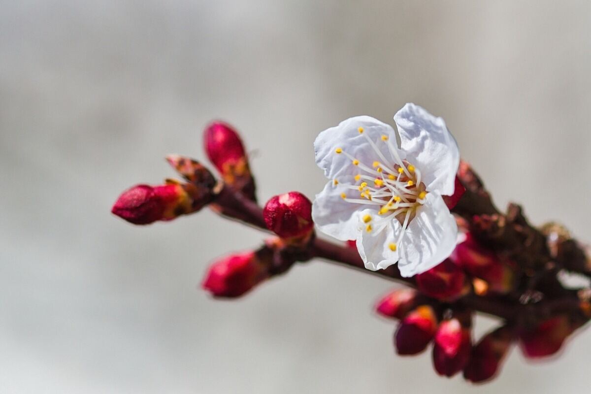 Fiori di albicocco