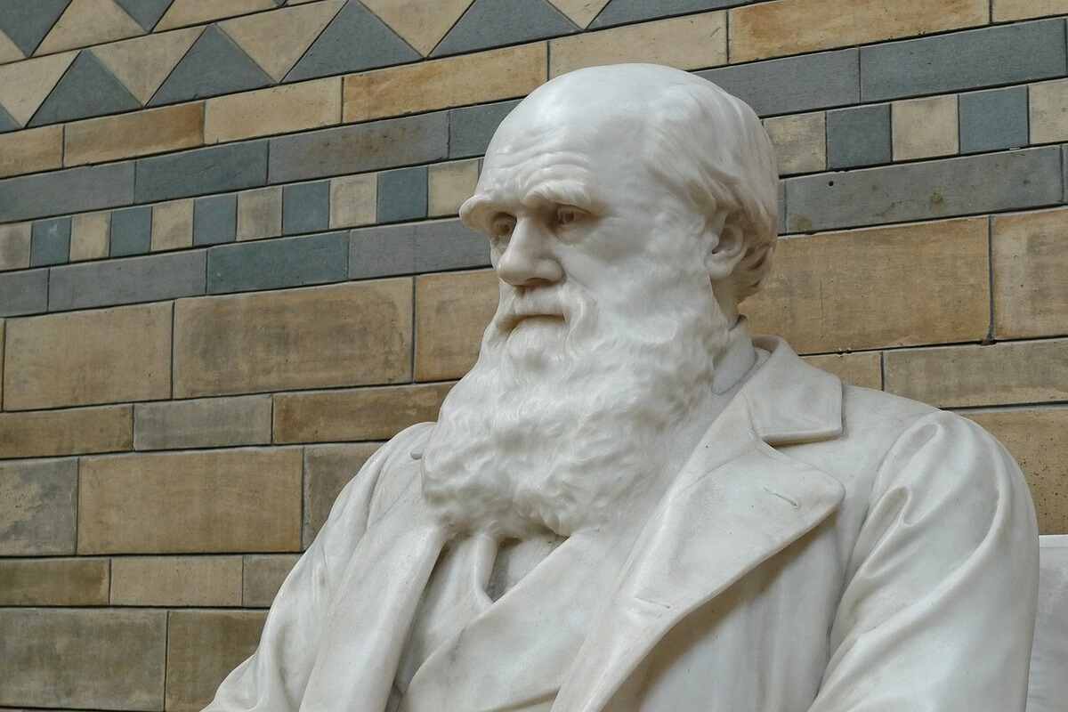 busto darwin