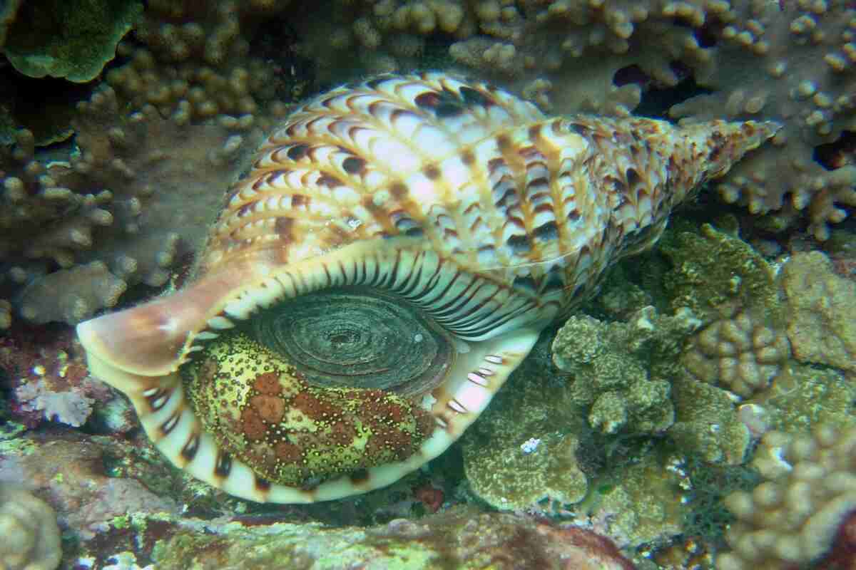 Una conchiglia dal suono magico: charonia tritonis